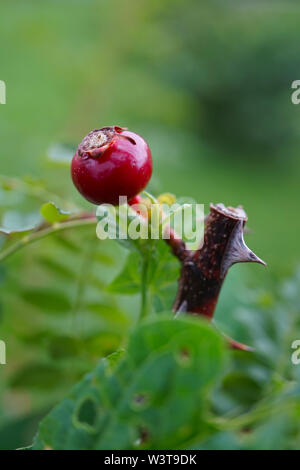 One red rose hip on stem with thorn Stock Photo
