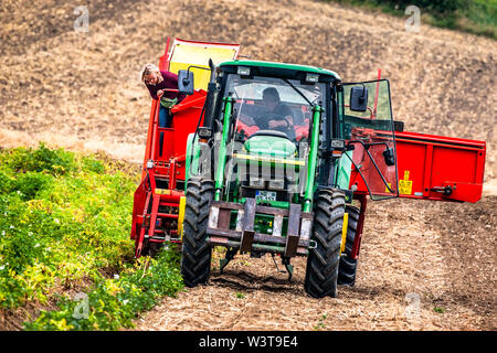 The tractor with an attached potato harvester approaches head-on across a field near Ehekirchen, Germany. Two people sit in the driver's cab, with a farmhand standing on the machine behind them. The 'Juwel' new potato is being harvested. Stock Photo