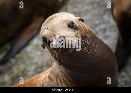 Sea lion sunning on rock looks at camera with big brown eyes and whiskers on California coast. Stock Photo