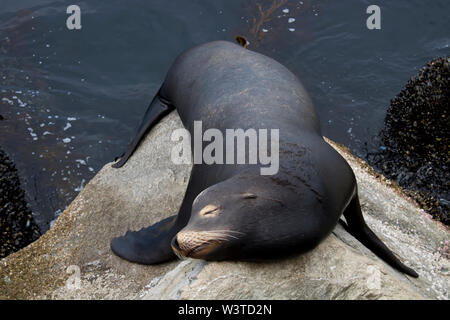 Black colored male sea lion sleeping on rocks in close up California image. Stock Photo