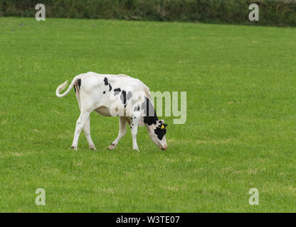 A single bullock in a field. Stock Photo