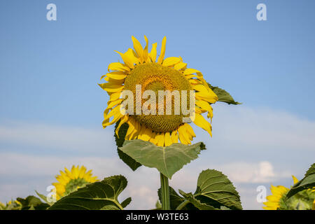 Closeup lone yellow sunflower against blue sky. Agricultural backdrop of Helianthus annuus planting in countryside of Ukraine Stock Photo