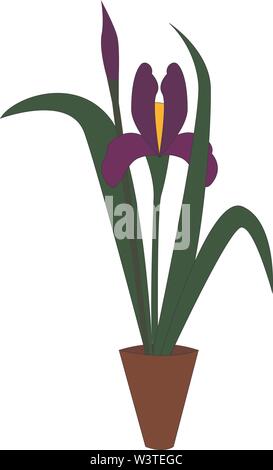 An iris plant in a pot with a purple flower, vector, color drawing or illustration. Stock Vector