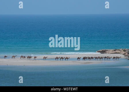 Oman, Dhofar region, near Salalah, Khor Rori. Beach view of the Arabian Sea from historic Sumhuram, part of the Frankincense Trail. Heard of wild came Stock Photo