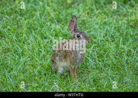 Eastern cottontail rabbit sitting up being alert in the grass in springtime during the day Stock Photo