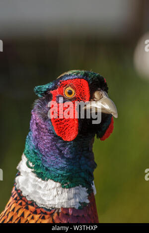 Common pheasant, Fasan (Phasianus colchicus) Männchen Stock Photo