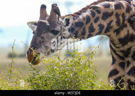 Various wildlife are seen in Serengeti, Tanzania, Africa including elephants, zebras, hippo, birds, wildebeest, nile crocodiles, eagles and leopards. Stock Photo