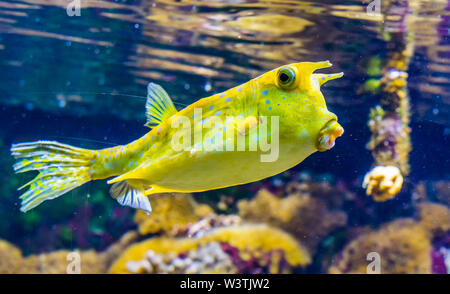 closeup of a longhorn cow fish, funny tropical fish specie from the indo-pacific ocean Stock Photo