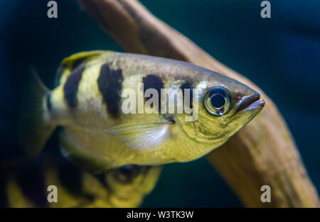 closeup portrait of a banded Archer fish, popular tropical aquarium pet, Exotic specie from the Indo-pacific ocean Stock Photo