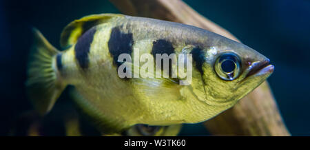 Closeup of a banded archer fish, popular aquarium pet in aquaculture, Exotic specie from the Indo-pacific ocean Stock Photo