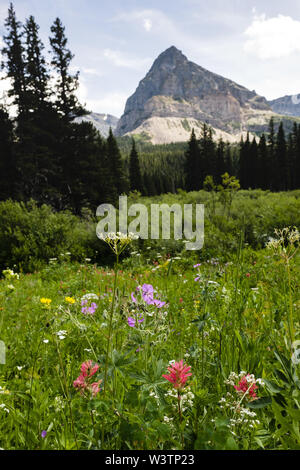 Glacier National Park, Montana, USA. 16th July, 2019. A meadow of wild flowers near the Cut Bank Campground on Pitamakan Pass Trail in East Glacier in Glacier National Park. Credit: Kent Meireis/ZUMA Wire/Alamy Live News Stock Photo