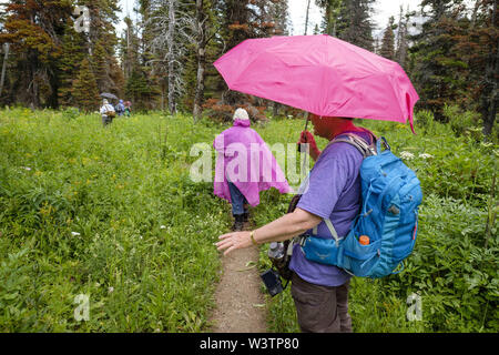 Glacier National Park, Montana, USA. 16th July, 2019. A woman uses an umbrella during a rain shower while hiking with her women's hiking group on Pitamakan Pass Trail in East Glacier in Glacier National Park. Credit: Kent Meireis/ZUMA Wire/Alamy Live News Stock Photo