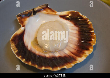 A scallop on its lower leaflet that is wavy. The type of bivalve molluscs, closely related to clams and oysters Stock Photo