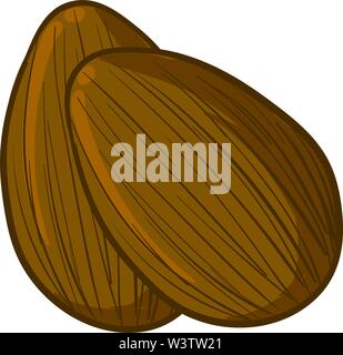 A pair of almonds, illustration, vector on white background. Stock Vector