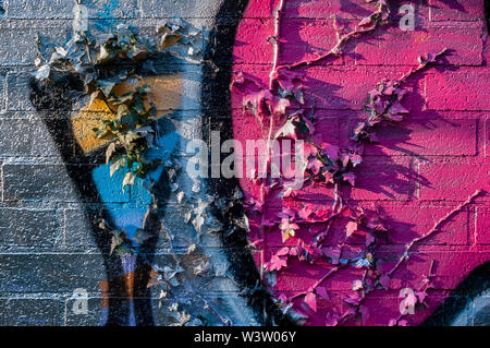 Landscape view of graffiti sprayed over a growing ivy plant on a brick wall in Sheffield, UK. Stock Photo