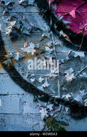 Portrait view of graffiti sprayed over a growing ivy plant on a brick wall in Sheffield, UK. Stock Photo