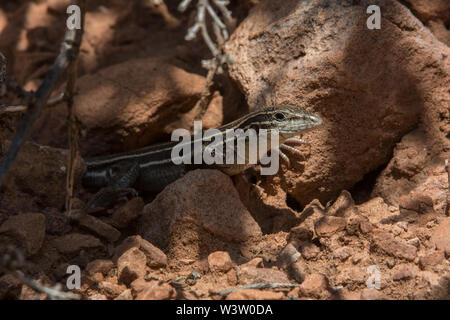 Plateau Striped Whiptail (Aspidoscelis velox) from Mesa County, Colorado, USA. Stock Photo