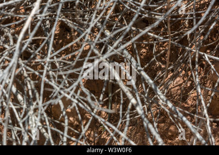 Plateau Striped Whiptail (Aspidoscelis velox) from Mesa County, Colorado, USA. Stock Photo