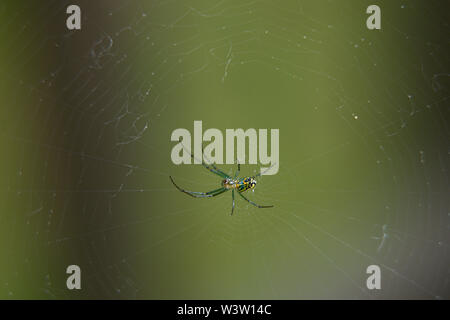 closeup under side of Orchard spider on its web Stock Photo