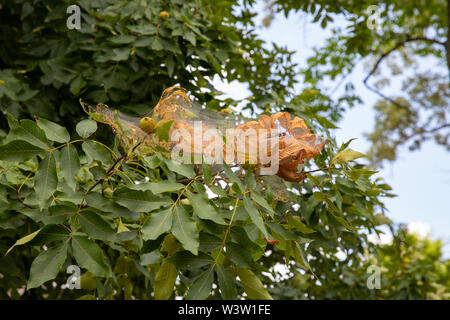 Nest spun by fall webworms in a tree, with webbing, leaves, and caterpillars Stock Photo