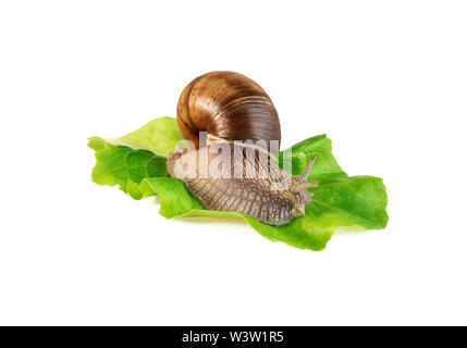 Snail on lettuce leaf snail control of garden pests Stock Photo