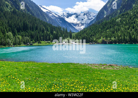 Amazing alpine landscape with green meadows flowers and snowy mountains in the background. Austria, Tyrol Region