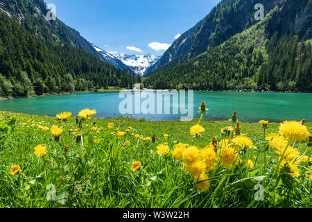 Mountains and lake landscape with flower meadows in early summer. Austria, Tyrol, Stillup Lake, Zillertal Stock Photo