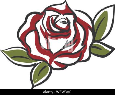 Red rose drawing, illustration, vector on white background. Stock Vector