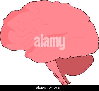 human brain illustration Stock Vector Image & Art - Alamy