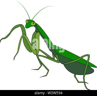 Green mantis, illustration, vector on white background. Stock Vector