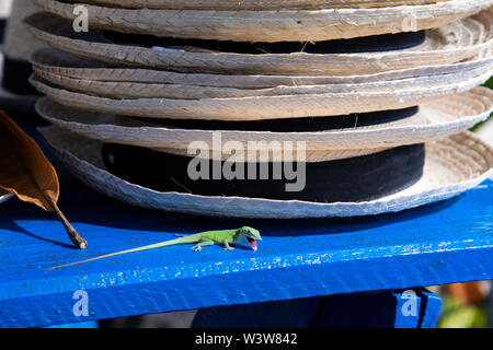 A gecko (lizard) rests on a straw hat fedora hat at a store in Trinidad, Cuba Stock Photo