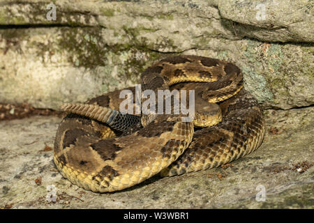 Yellow phase timber rattlesnake - Crotalus horridus Stock Photo