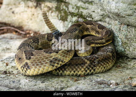 Yellow phase timber rattlesnake - Crotalus horridus Stock Photo