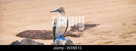 Blue-footed Booby - Iconic famous galapagos wildlife Stock Photo