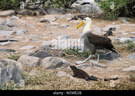 Galapagos albatross aka waved albatross walking by christmas iguana Stock Photo