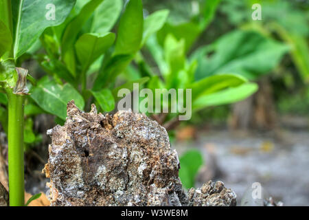 This unique photo shows an old rotten tree in the foreground and in the background the lush green plants. The picture was taken in the Maldives Stock Photo