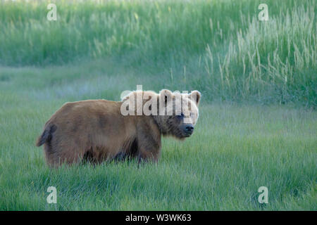 An Alaskan Brown Bear Stands in a Peaceful Meadow Stock Photo