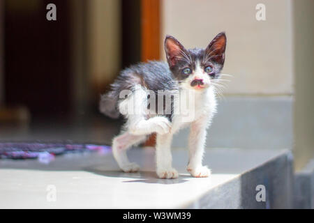 Funny kitten went out on the porch and doing yoga and looking straight to camera Stock Photo