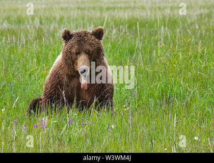 An Alaskan Brown Bear Sits in a Field of Flowers with his Tongue Out