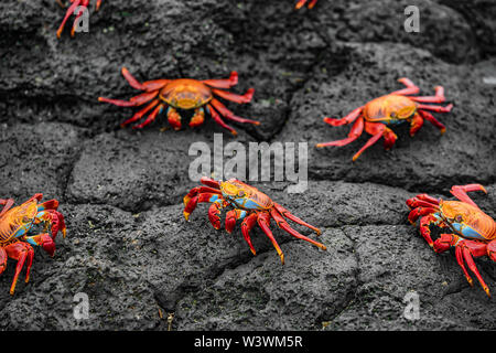 Sally Lightfoot Crabs on Galapagos Islands eating on rock. AKA Graspus Graspus and Red Rock Grab. Wildlife and animals of the Galapagos Islands, Ecuador. Famous iconic animal in Galapagos. Stock Photo