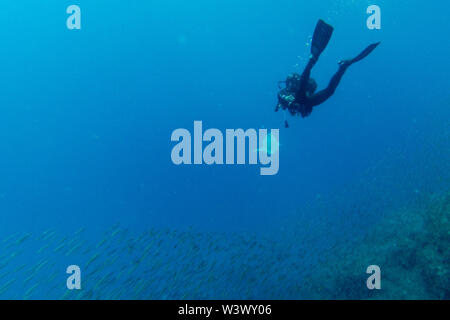 A scuba diver picks up a plastic bag during a dive in the Atlantic ocean. Stock Photo