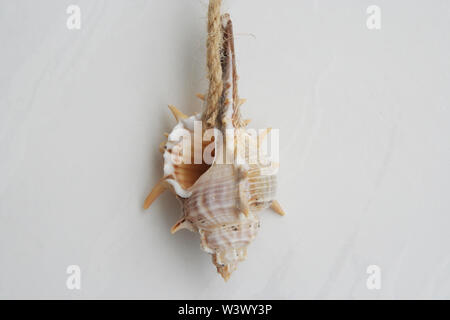 Sea shell as a wall decoration. Sea shell. Sea shell hanging on a rope. Stock Photo