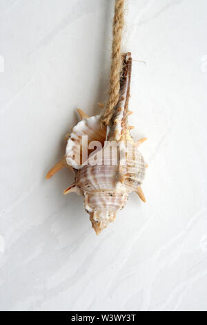 Sea shell as a wall decoration. Sea shell. Sea shell hanging on a rope. Stock Photo