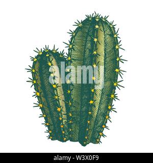 Color Cereus Hildmannianus Cactus Hand Drawn Vector Stock Vector