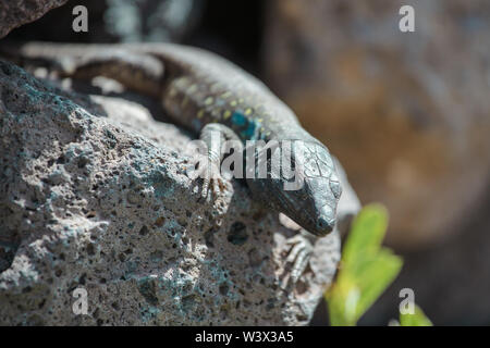 Lizard close up. Wild nature and animal background. Wildlife, reptile Stock Photo