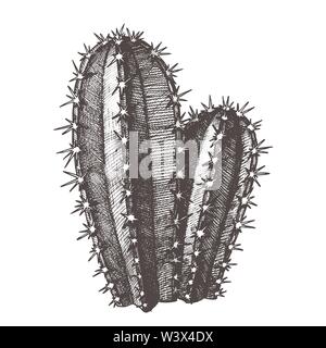 Cereus Hildmannianus Cactus Hand Drawn Vector Stock Vector