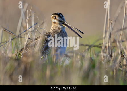 Common snipe sings with open beak in grass on the ground in early spring close photo shot Stock Photo