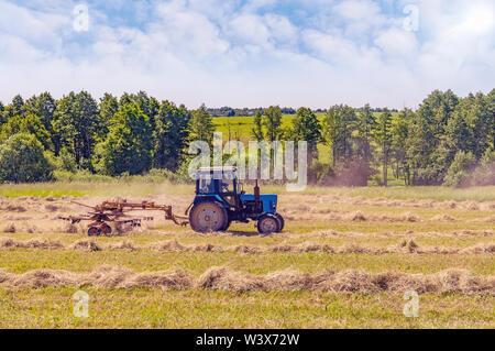 An old tractor turns over the mowed hay on a summer morning for better drying in cloudy weather. Fodder for cows for winter. Stock Photo