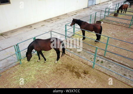 Zhangye. 17th July, 2019. Aerial photo taken on July 17, 2019 shows horses in stall at Shandan horse ranch on north foot of the Qilian Mountain in northwest China's Gansu Province. The horse ranch dating back to the Western Han Dynasty is located in the middle of Hexi Corridor in Gansu. Credit: Fan Peishen/Xinhua/Alamy Live News Stock Photo