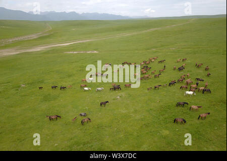 Zhangye. 17th July, 2019. Aerial photo taken on July 17, 2019 shows a herd of horses at Shandan horse ranch on north foot of the Qilian Mountain in northwest China's Gansu Province. The horse ranch dating back to the Western Han Dynasty is located in the middle of Hexi Corridor in Gansu. Credit: Fan Peishen/Xinhua/Alamy Live News Stock Photo